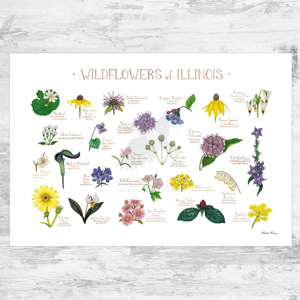 Wholesale Wildflowers Field Guide Art Print: Illinois