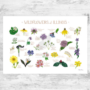 Wholesale Wildflowers Field Guide Art Print: Illinois