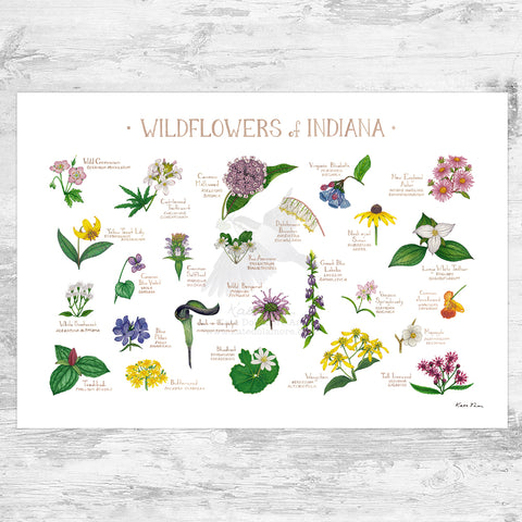 Wholesale Wildflowers Field Guide Art Print: Indiana