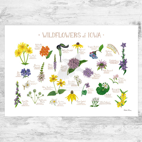 Wholesale Wildflowers Field Guide Art Print: Iowa