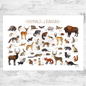 Wholesale Mammals Field Guide Art Print: Kansas