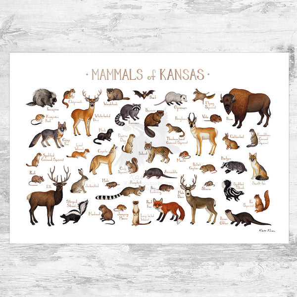 Wholesale Mammals Field Guide Art Print: Kansas