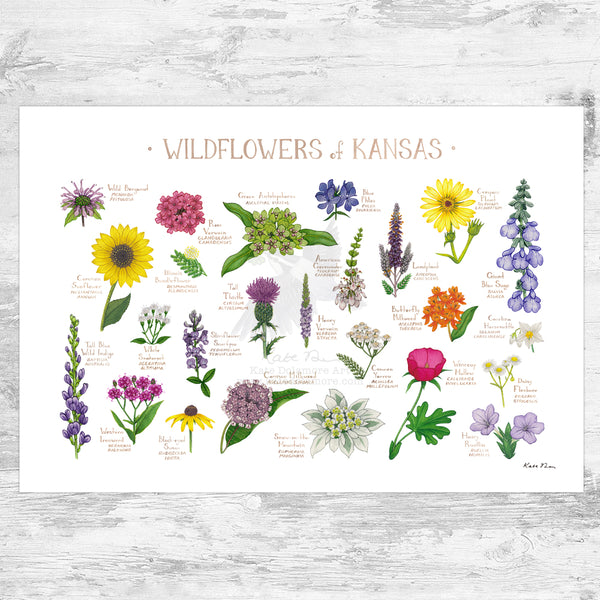 Wholesale Wildflowers Field Guide Art Print: Kansas