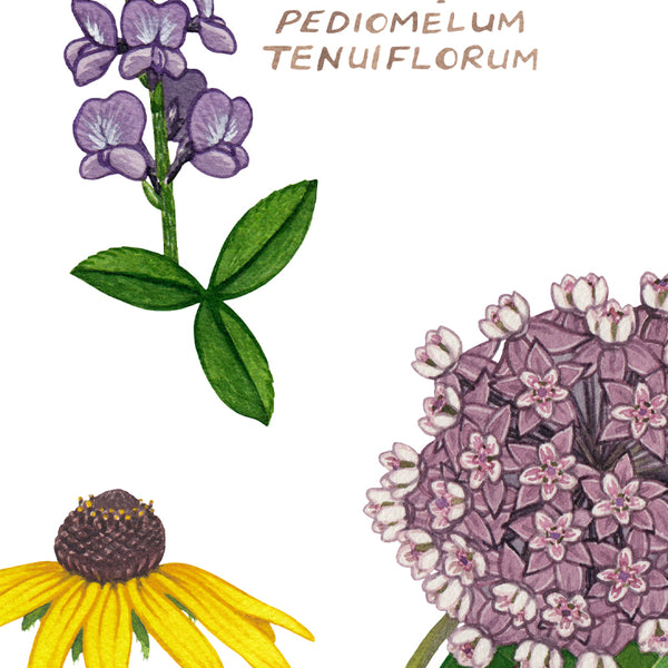 Wholesale Wildflowers Field Guide Art Print: Kansas
