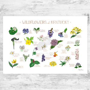 Wholesale Wildflowers Field Guide Art Print: Kentucky