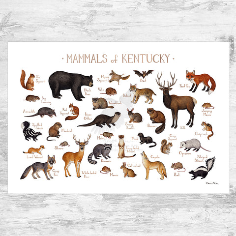 Wholesale Mammals Field Guide Art Print: Kentucky