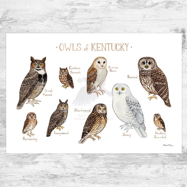 Wholesale Owls Field Guide Art Print: Kentucky