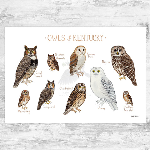 Wholesale Owls Field Guide Art Print: Kentucky