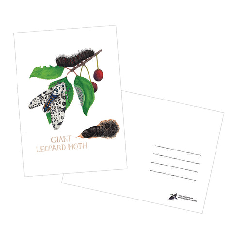 Giant Leopard Moth Life Cycle 5x7 Postcard