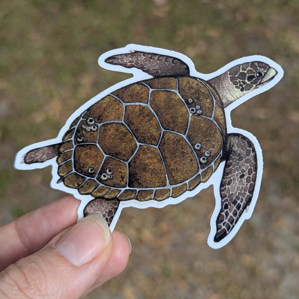 Wholesale Vinyl Sticker: Loggerhead Sea Turtle (2026)
