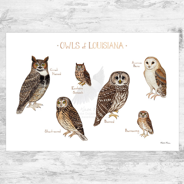 Wholesale Owls Field Guide Art Print: Louisiana