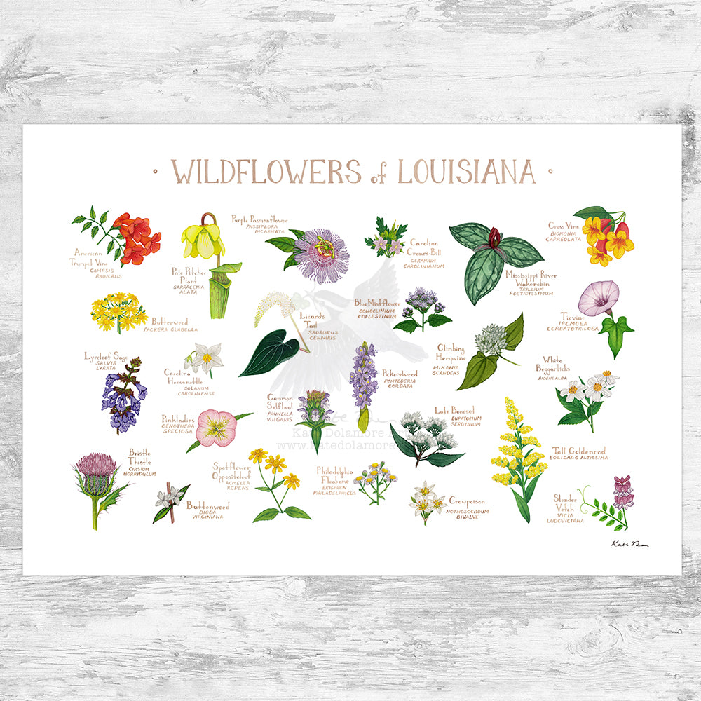 Wholesale Wildflowers Field Guide Art Print: Louisiana