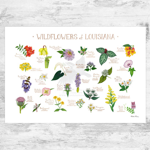 Wholesale Wildflowers Field Guide Art Print: Louisiana