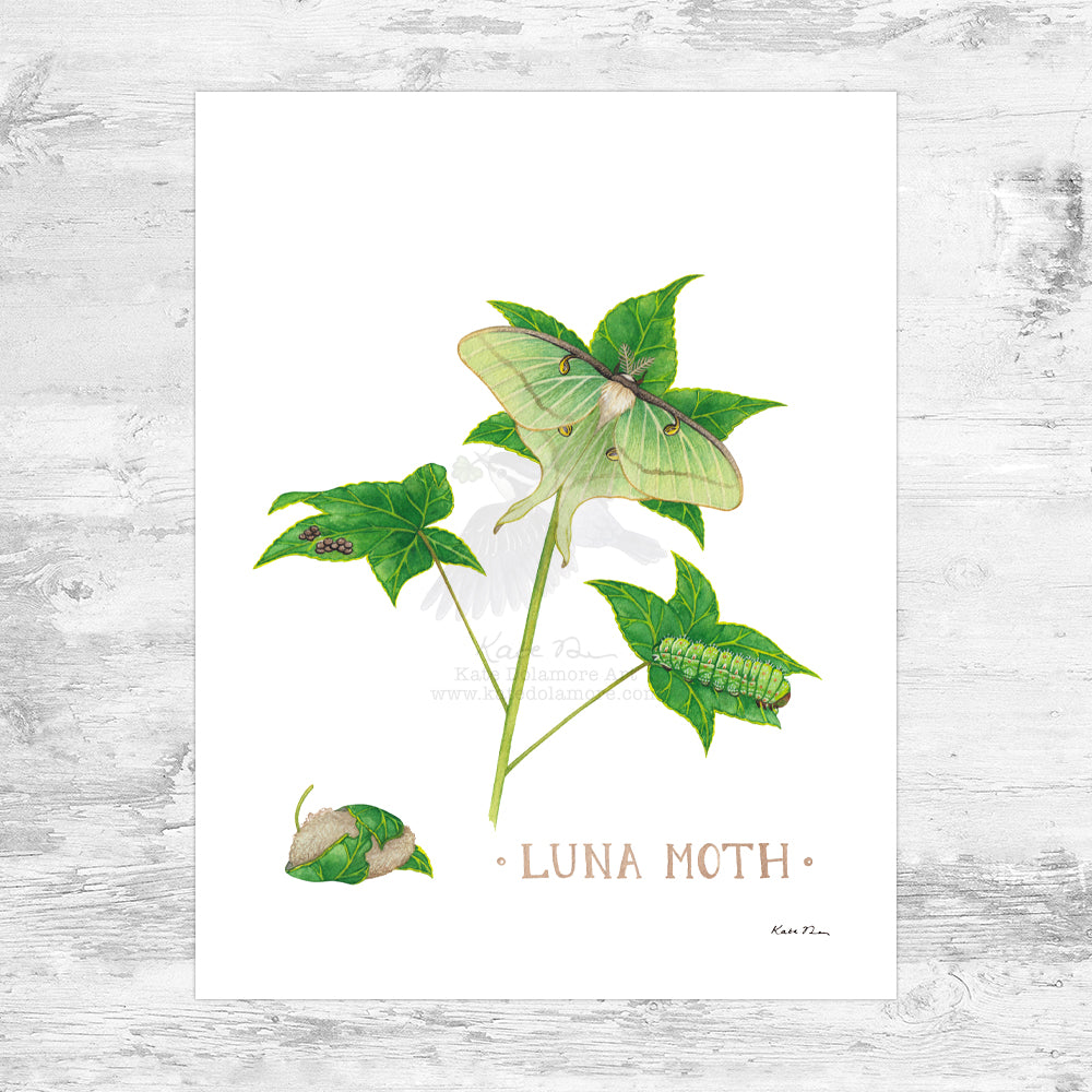 Wholesale Art Print: Luna Moth