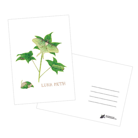 Luna Moth Life Cycle 5x7 Postcard