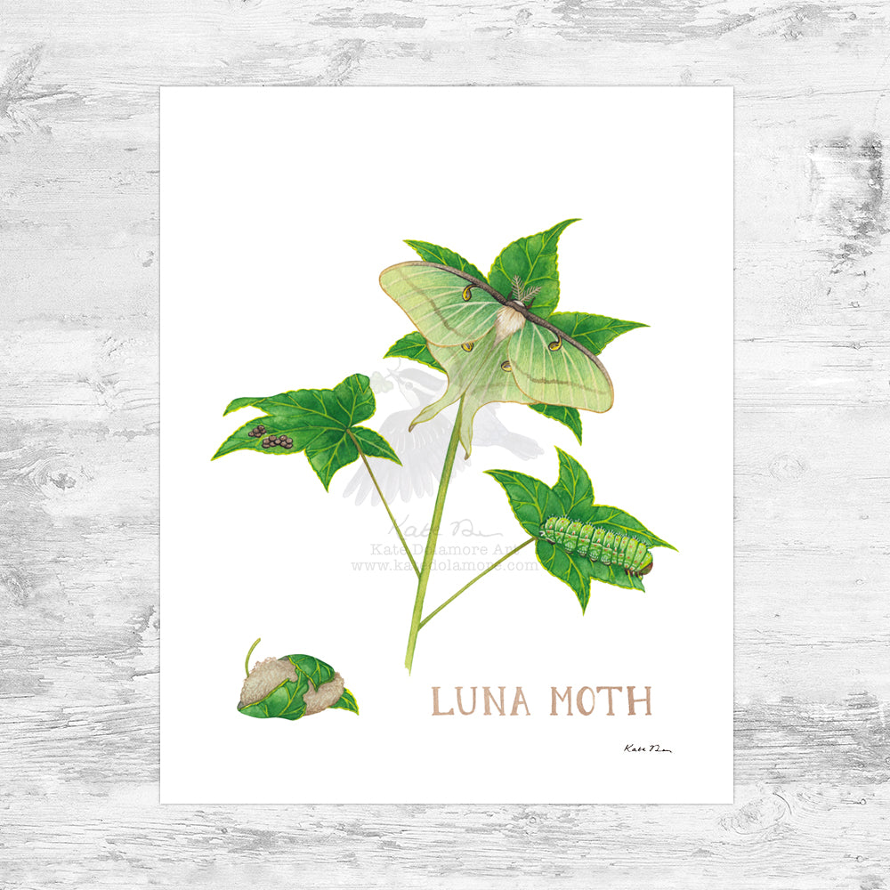 Wholesale Art Print: Luna Moth