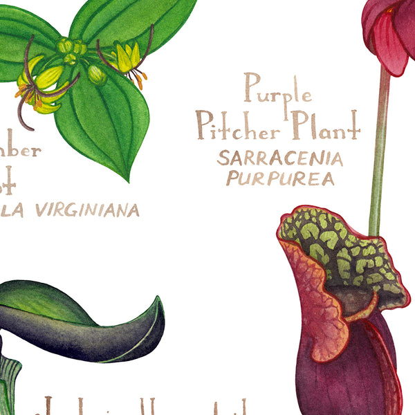 Wholesale Wildflowers Field Guide Art Print: Maine