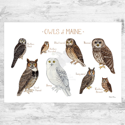 Wholesale Owls Field Guide Art Print: Maine