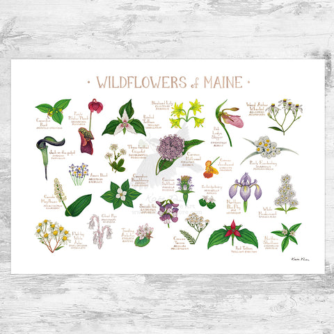 Wholesale Wildflowers Field Guide Art Print: Maine