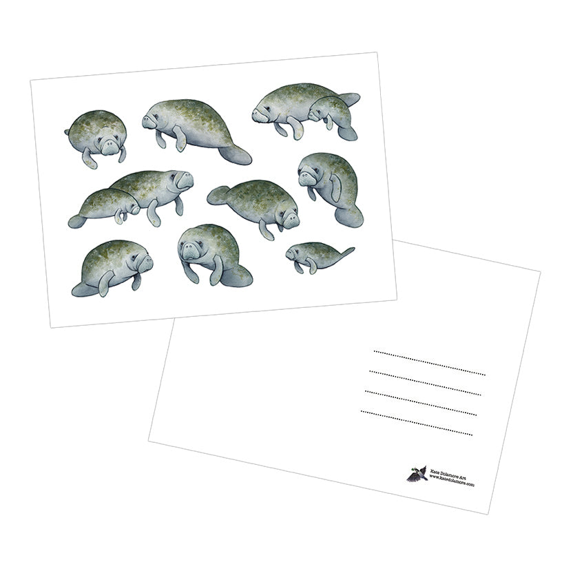 Manatees 5x7 Postcard