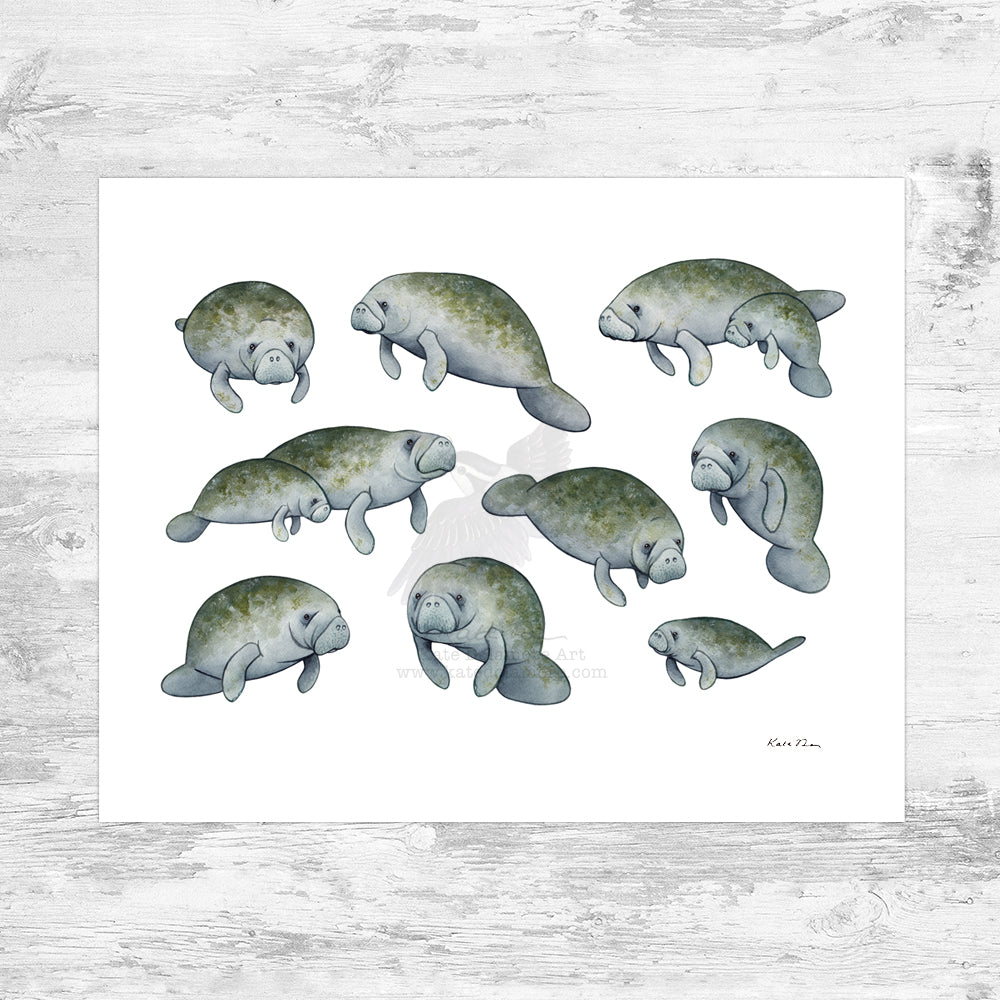 Wholesale Art Print: Manatees