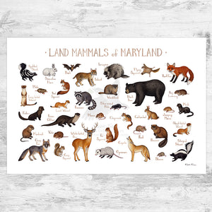 Wholesale Mammals Field Guide Art Print: Maryland