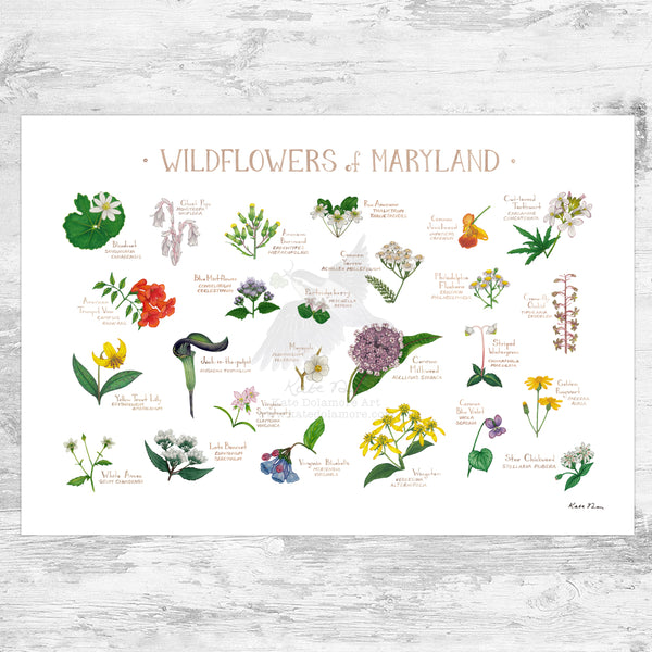 Wholesale Wildflowers Field Guide Art Print: Maryland