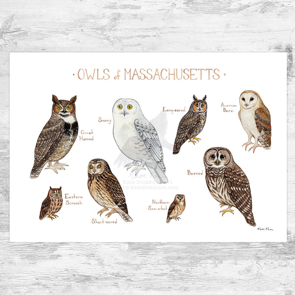 Wholesale Owls Field Guide Art Print: Massachusetts