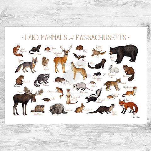 Wholesale Mammals Field Guide Art Print: Massachusetts