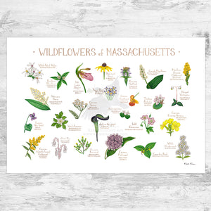 Wholesale Wildflowers Field Guide Art Print: Massachusetts