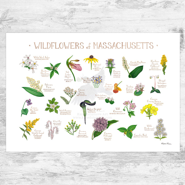 Wholesale Wildflowers Field Guide Art Print: Massachusetts