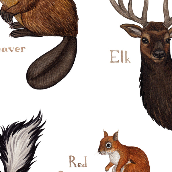 Wholesale Mammals Field Guide Art Print: Michigan