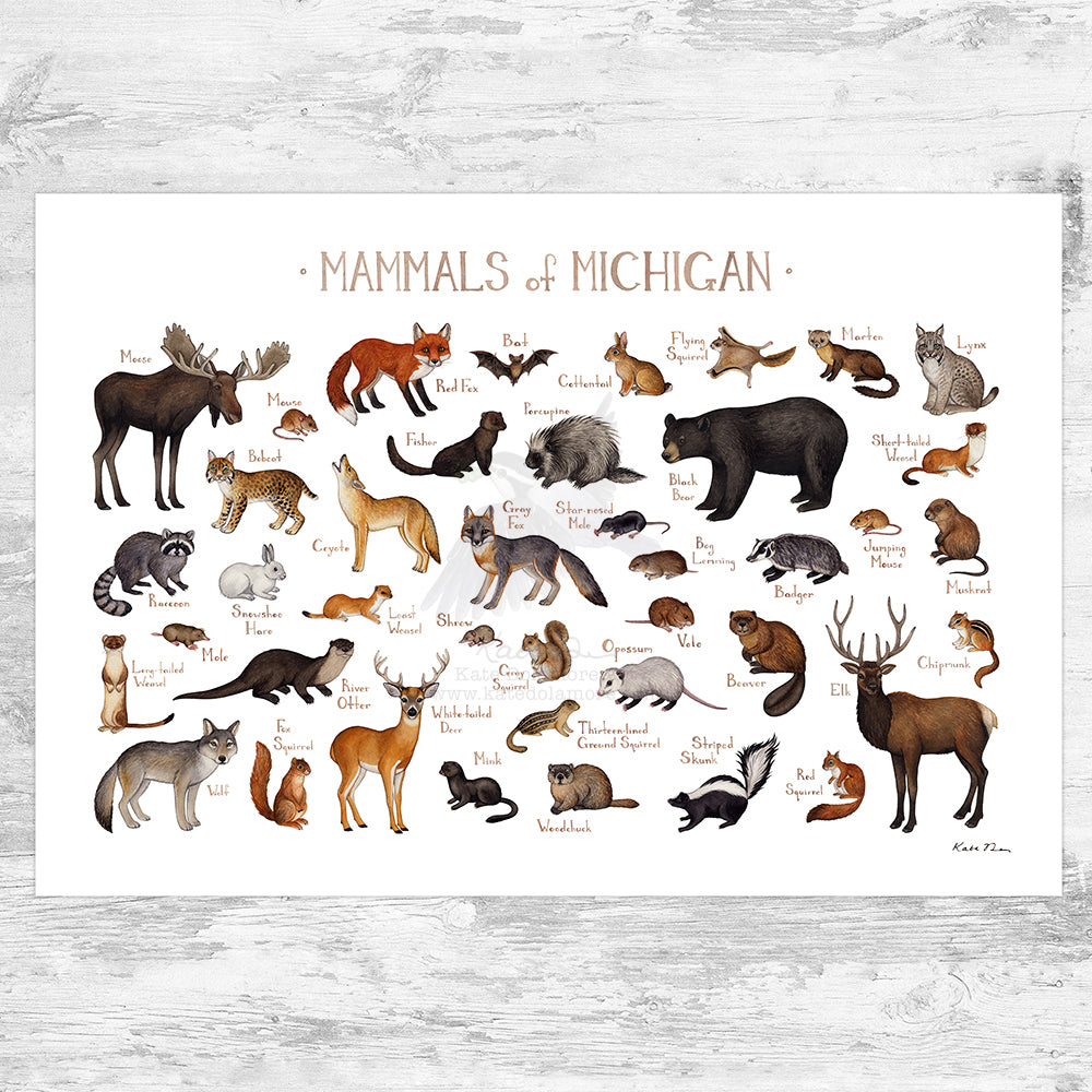 Wholesale Mammals Field Guide Art Print: Michigan