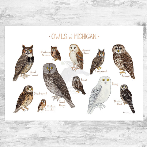 Wholesale Owls Field Guide Art Print: Michigan
