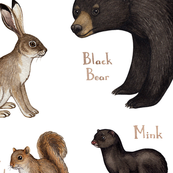 Wholesale Mammals Field Guide Art Print: Minnesota