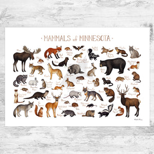 Wholesale Mammals Field Guide Art Print: Minnesota