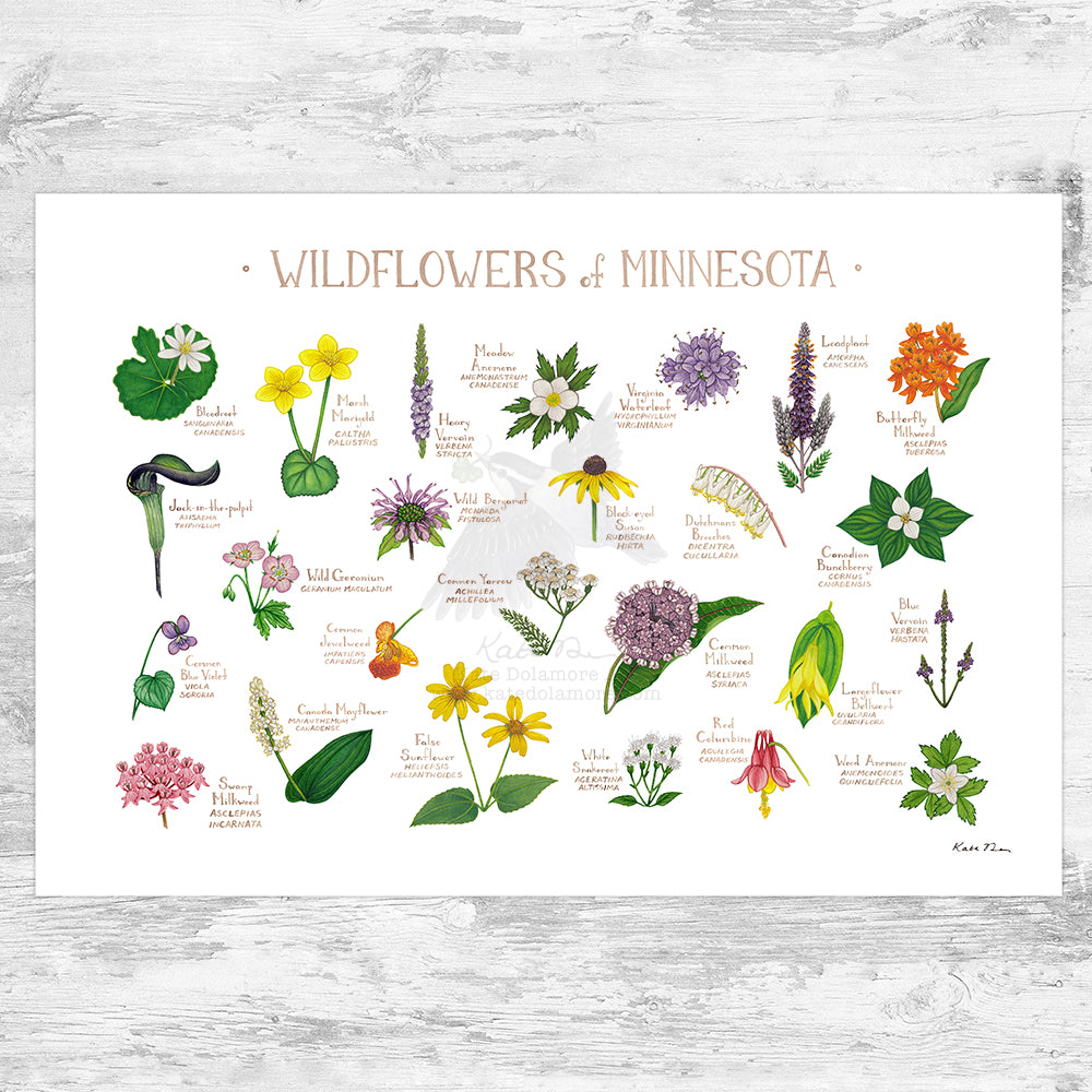 Wholesale Wildflowers Field Guide Art Print: Minnesota