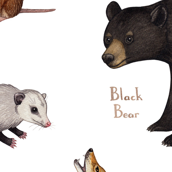 Wholesale Mammals Field Guide Art Print: Mississippi