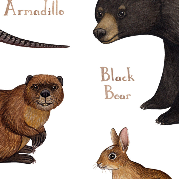 Wholesale Mammals Field Guide Art Print: Missouri