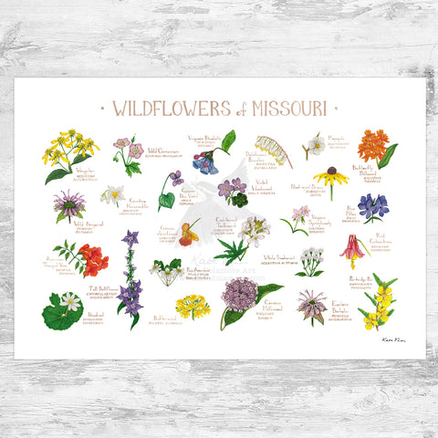 Wholesale Wildflowers Field Guide Art Print: Missouri