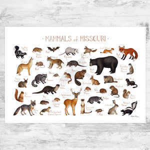 Wholesale Mammals Field Guide Art Print: Missouri