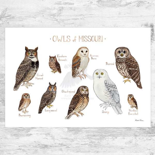 Wholesale Owls Field Guide Art Print: Missouri