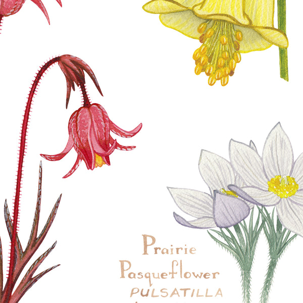 Wholesale Wildflowers Field Guide Art Print: Montana