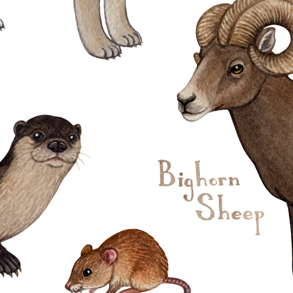 Wholesale Mammals Field Guide Art Print: Montana