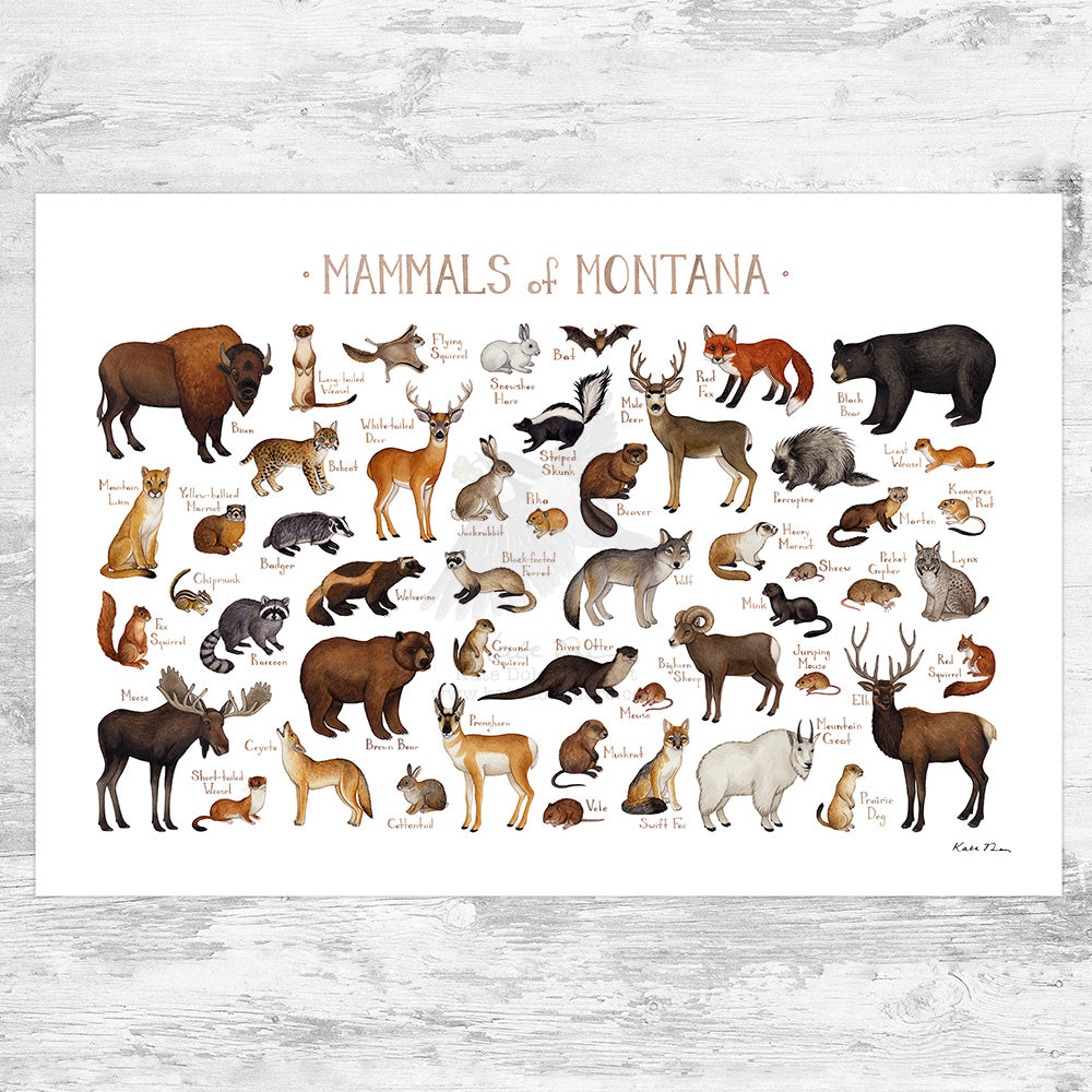 Wholesale Mammals Field Guide Art Print: Montana