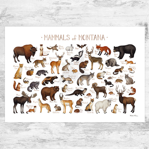 Wholesale Mammals Field Guide Art Print: Montana