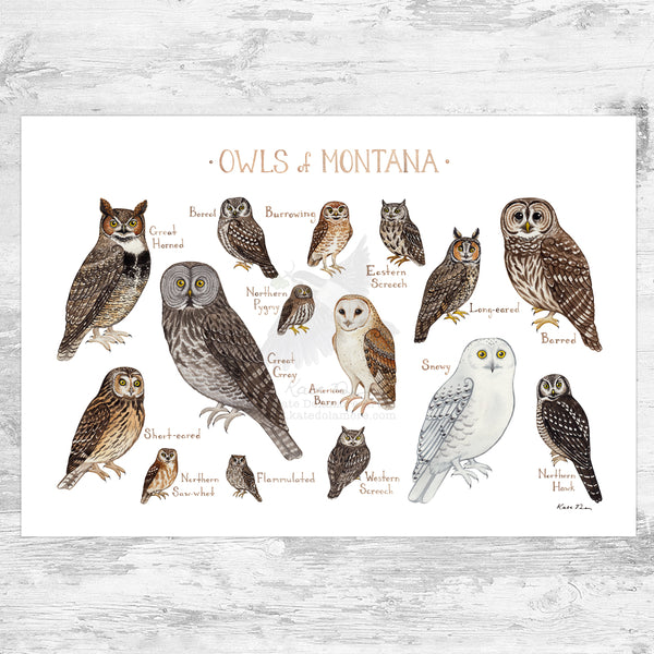 Wholesale Owls Field Guide Art Print: Montana