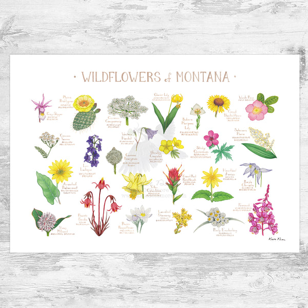 Wholesale Wildflowers Field Guide Art Print: Montana