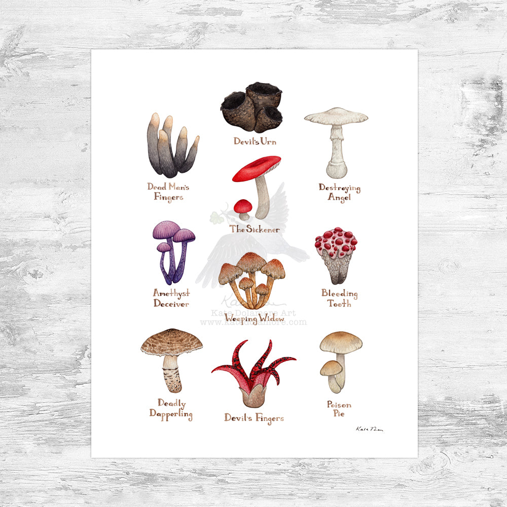 Wholesale Field Guide Art Print: Morbid Mushrooms