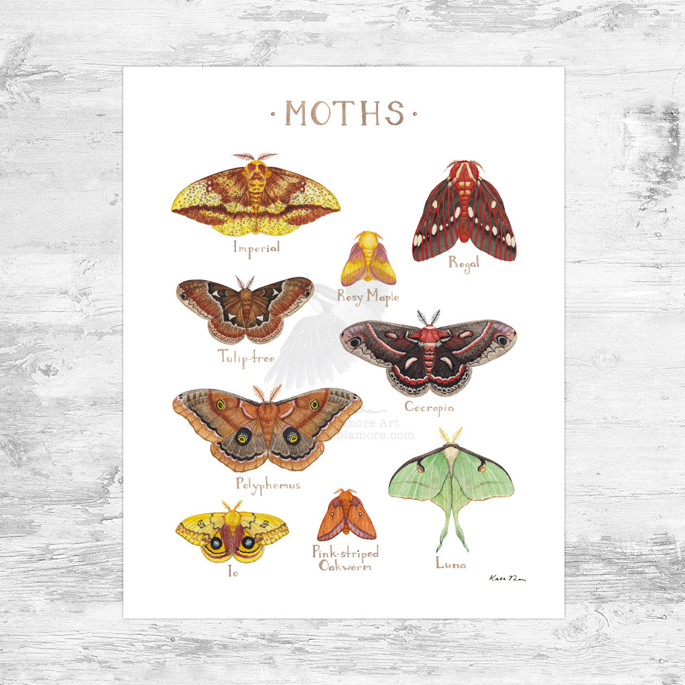 Wholesale Field Guide Art Print: Moths
